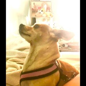 My fur baby🥰🥰💕💕🐾🐾